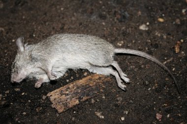 yerde yatan ölü fare.