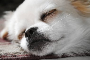 küçük beyaz köpek yalan.