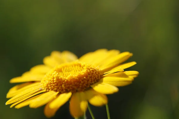 黄色雏菊在自然. — 图库照片