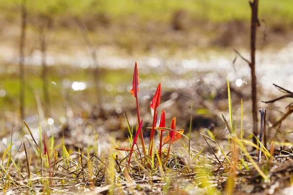 La première croissance de l'herbe de printemps. floraison printanière et début de l'été . — Photo