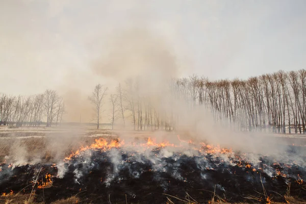 Les flammes du feu, courant rapidement vers les arbres. inflammabilité de l'herbe au printemps et en automne. danger et avertissement. mesures de sécurité et prévention . — Photo
