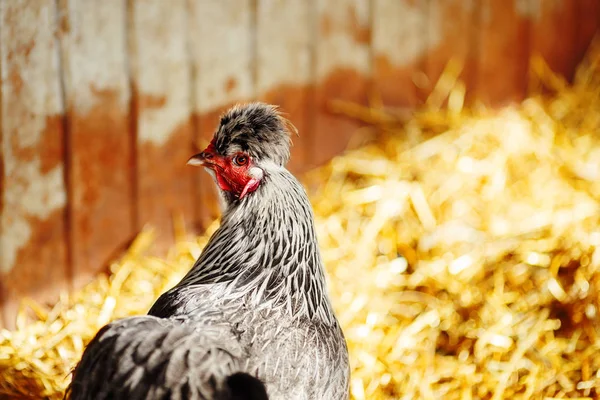 Pollo blanco y negro en el granero. avicultura en zonas rurales . — Foto de Stock