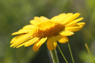 Sarı papatya bir niteliğine.