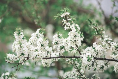 güzel bahar arka plan beyaz kiraz ağacı çiçek dalları ile.