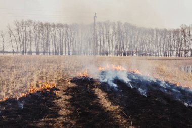 Ağaçlara doğru hızla çalışan yangın alevleri. İlkbahar ve sonbahar çimleri inflammability. tehlike ve uyarı. güvenlik önlemleri ve Önleme.