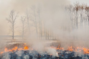 Ağaçlara doğru hızla çalışan yangın alevleri. İlkbahar ve sonbahar çimleri inflammability. tehlike ve uyarı. güvenlik önlemleri ve Önleme.