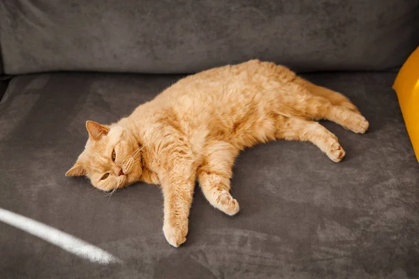 Rote britische Katze auf dem Sofa liegend. ein Haustier mit einem glückseligen Gesicht. — Stockfoto