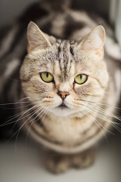영국 고양이 창틀에 앉아 얼룩. — 스톡 사진