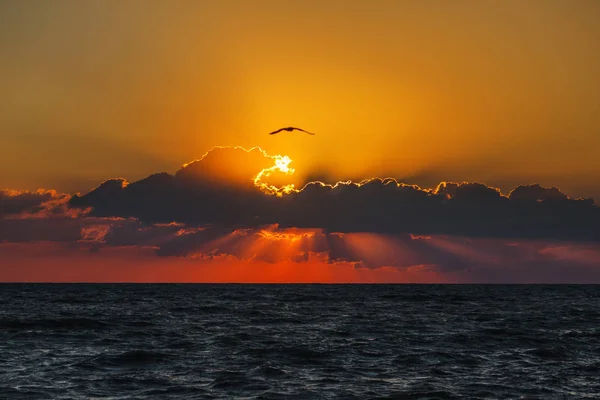 Pôr do sol com gaivota voadora no fundo do mar. Paisagem de verão no oceano . — Fotografia de Stock