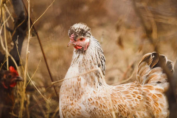 Gallina en el jardín. Tiempo agrícola. Ganado y aves — Foto de Stock