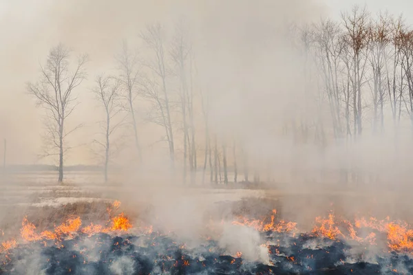 the flames of the fire, rapidly running to the trees. inflammability of the grass in spring and autumn. danger and warning. security measures and prevention.