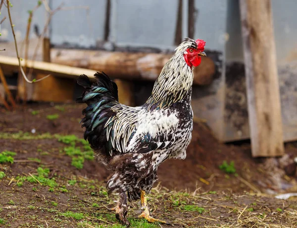 Polla en blanco y negro en el jardín. avicultura en la agricultura . — Foto de Stock