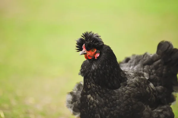 Galinha preta em um fundo verde. Tempo agrícola. Animais e aves de capoeira — Fotografia de Stock