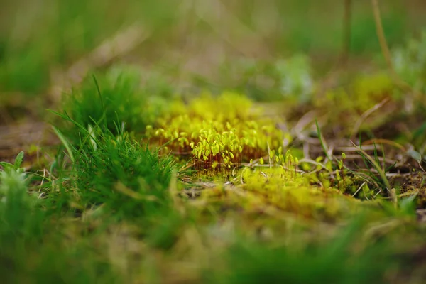 Macro toma de hierba creciendo en la tierra. marco de primer plano de vegetación . — Foto de Stock