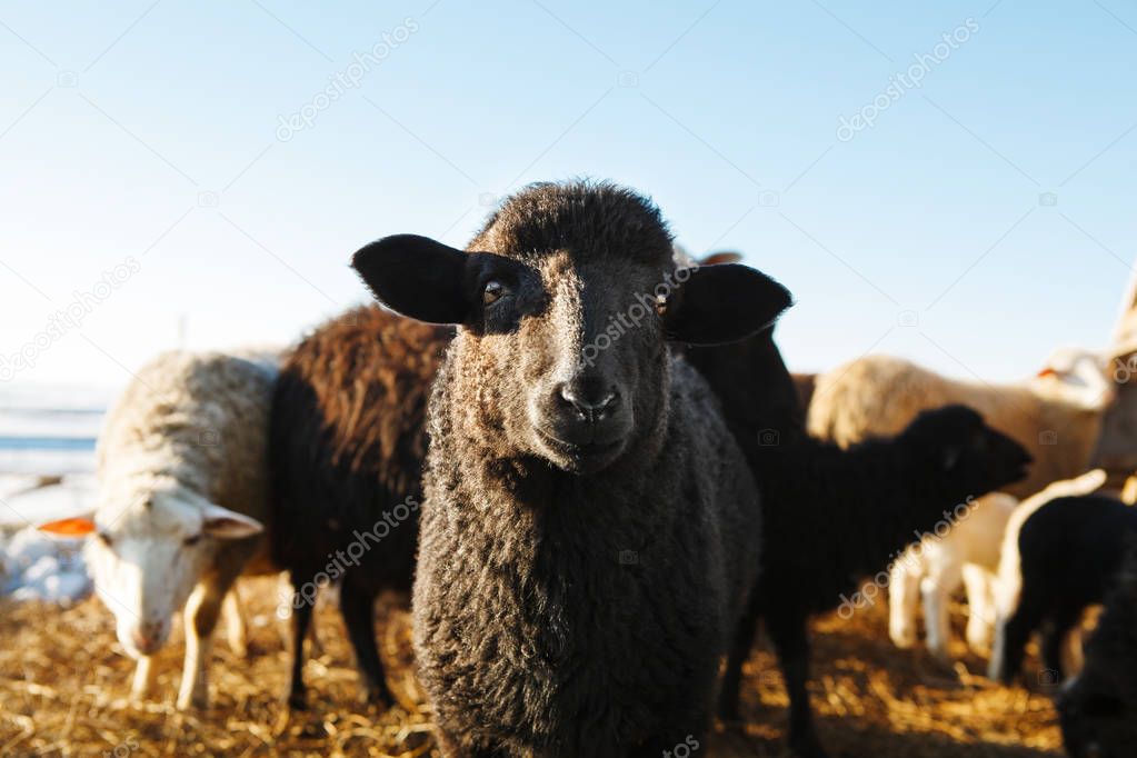 horizontal shot of black sheep looking at the camera.
