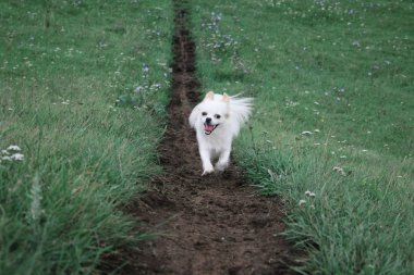 Yeşil alanlar arasında yolundan beyaz köpek çalıştırır.