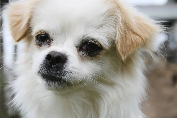 Portrait of white dog — Stock Photo, Image