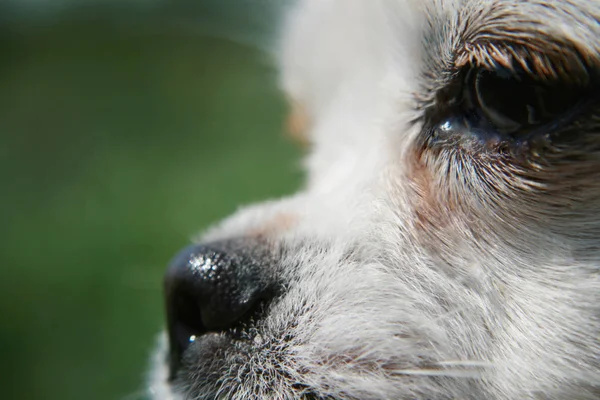 Portrait of white dog — Stock Photo, Image