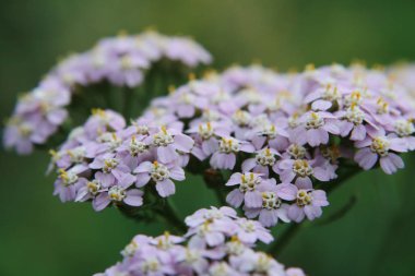 Lavanta hava alanının çiçekler.