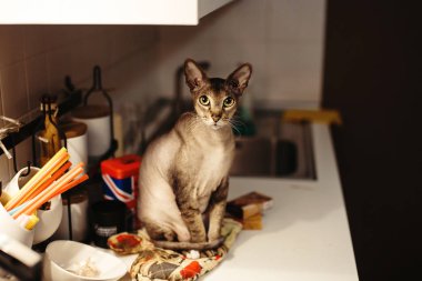 Kedi felis catus. pet masaya oturma.
