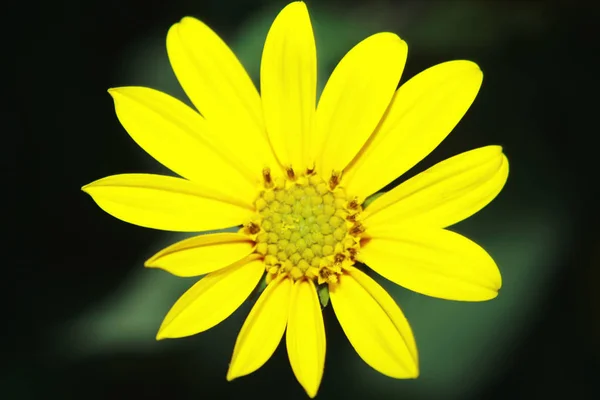 亮黄色雏菊 — 图库照片