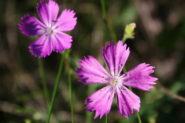 Petali viola lilla di fiori selvatici . — Foto Stock