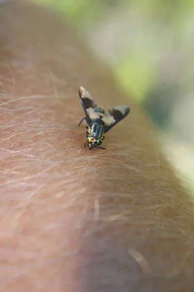 Horsefly bites in human skin. — Stock Photo, Image