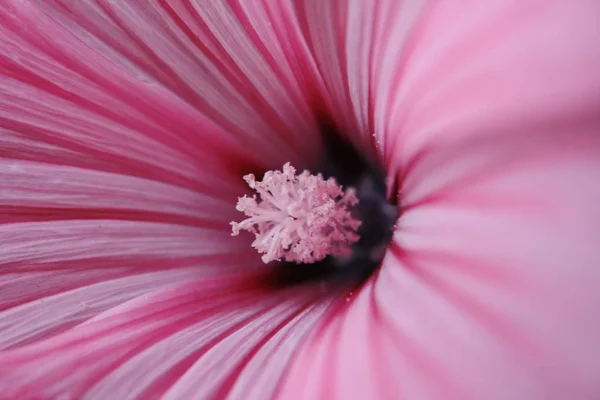 Pink flower pistil and petal Stock Photo