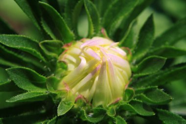 bir çiçeğin taçyapraklarını açılışı