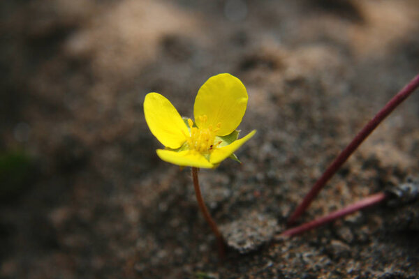 Tribulus Terrestris flower on beach