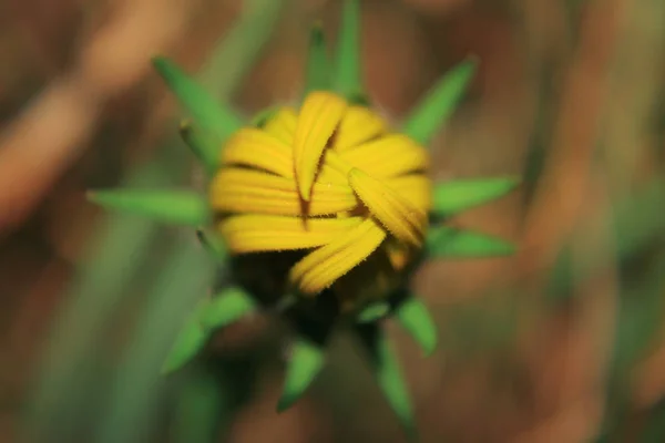 Abertura das pétalas de uma flor — Fotografia de Stock