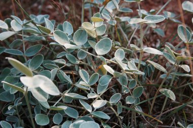 yaprakları ile kıyı tesisleri.