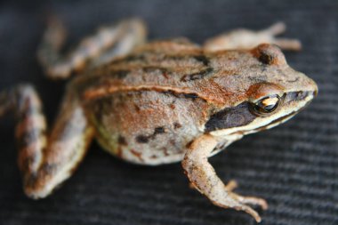 Bir kurbağa makro çekim.