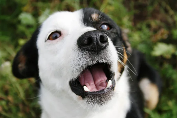 Zwart-witte hond opent zijn mond. — Stockfoto