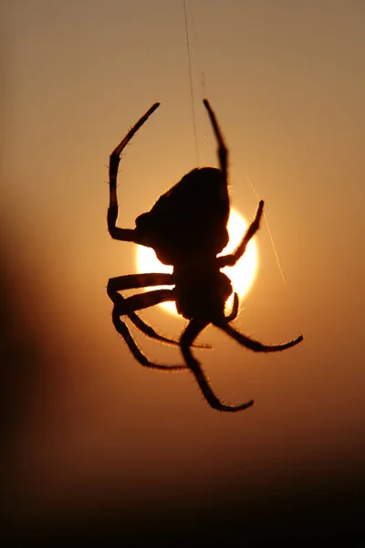 Silueta de araña al sol . — Foto de Stock