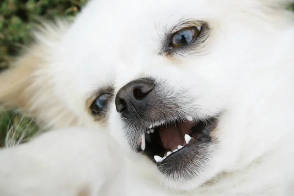 Ο σκύλος παιχνιδιάρικα ανοίγει το στόμα του. — Φωτογραφία Αρχείου