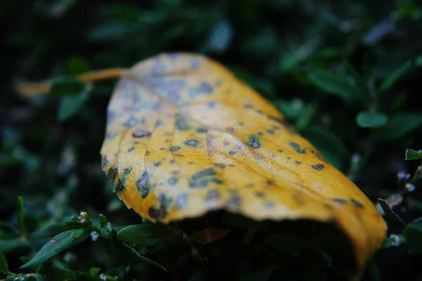 Une feuille jaune couchée sur l'herbe . — Photo