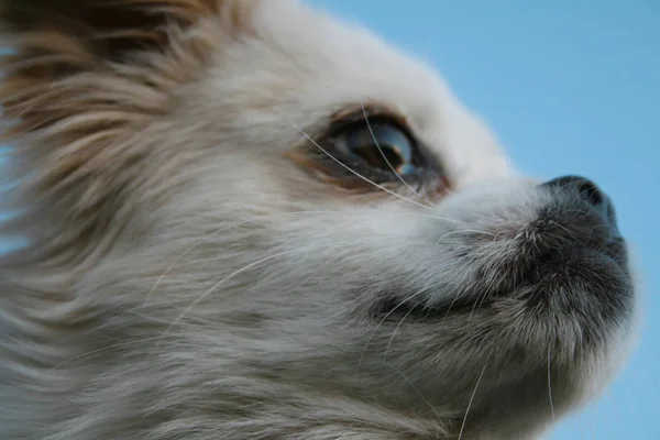 White dog on blue background looking off into the distance. — Stock Photo, Image