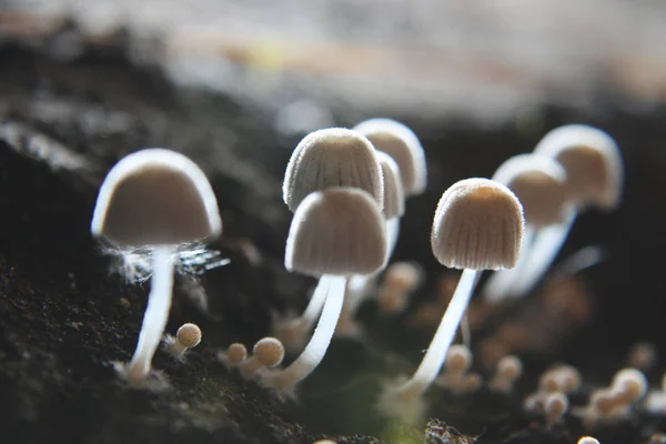Trochę grzybów rosnących spod mokrej ziemi. — Zdjęcie stockowe