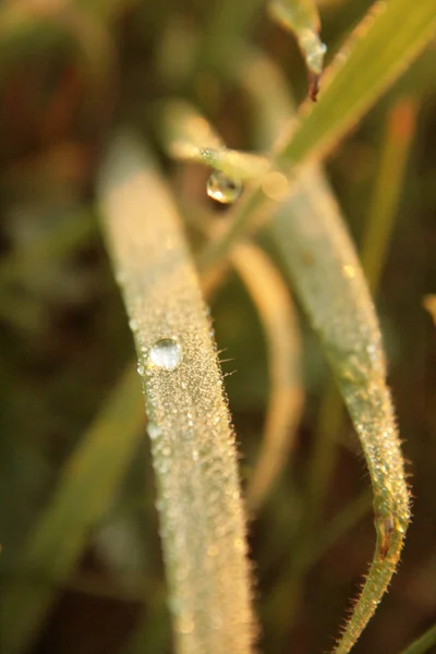Dew and drop in the morning the leaves — Stock Photo, Image
