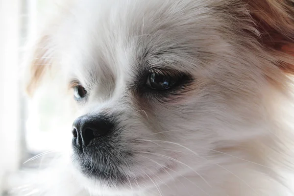 Portrait of white dog — Stock Photo, Image
