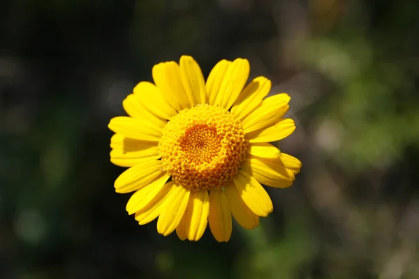 Oranje daisy in het veld. — Stockfoto