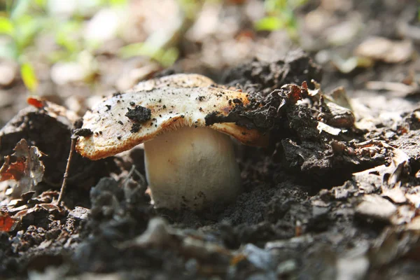 Gomba, kalapot, nő a földből. — Stock Fotó