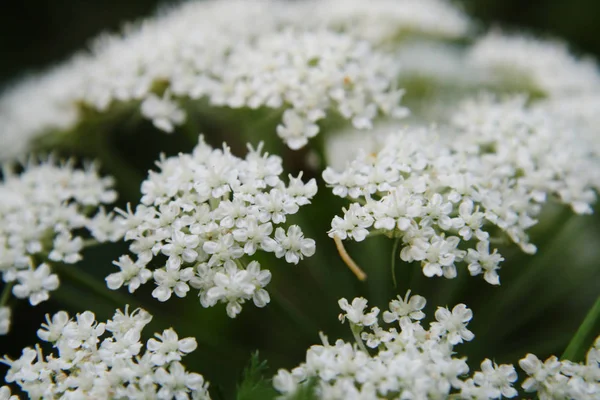 White air the flowers of the field. — Stock Photo, Image