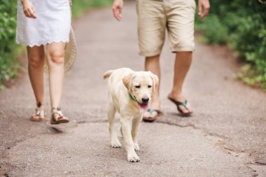 köpek yavrusu labrador ustaları ile ayarlayın. güzel beyaz evde beslenen hayvan.