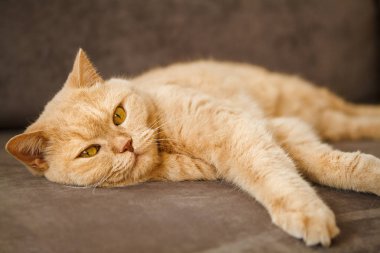 Kırmızı İngiliz kedi kanepede yalan. Mutlu bir yüz ile evde beslenen hayvan.