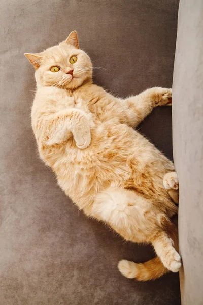 레드 영국 고양이 소파에 누워입니다. 행복 한 얼굴을 가진 애완 동물. — 스톡 사진
