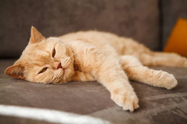 레드 영국 고양이 소파에 누워입니다. 행복 한 얼굴을 가진 애완 동물. — 스톡 사진