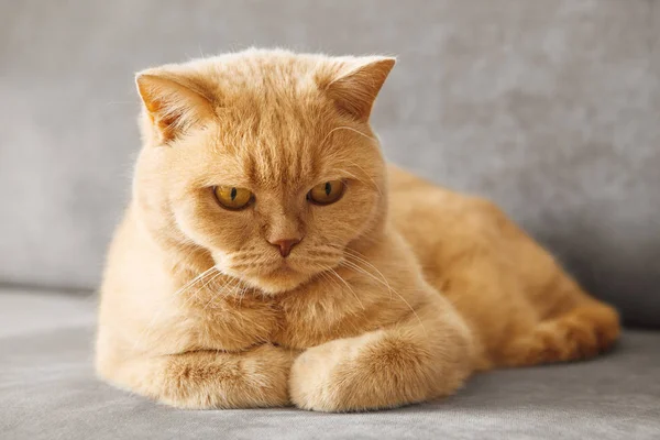 Rouge Britannique Chat Assis Sur Le Canape Chez Moi Soins Stock Photo Rouge Britannique Chat Assis Sur Le Canape Chez Moi Soins Stock Photo