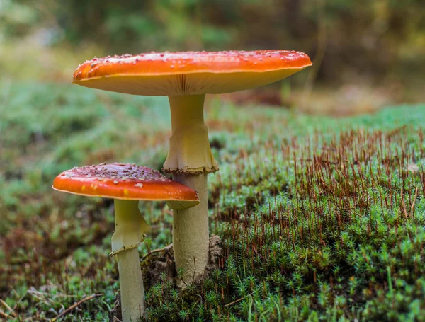 Två svamp växer i skogen — Stockfoto